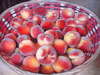 stock painting Peaches #155