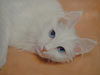 Stock oil painting #180 cat portrait (sold)