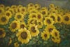 Oil paintings for sale #242 Sunflowers turned from photo by PaintingsPal artist