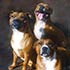 Pet portrait from photograph sample #242 three dogs
