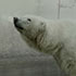 Animal painting from photo sample #249 Polar Bear