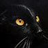 Pet portrait from photo sample #251 black cat