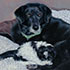 Pet portrait from photo sample #253 a dog and her girl
