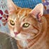Handmade cat portrait from photo sample #259 a tabby cat