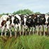 Pet portrait from photograph sample #260 10 Holstein cows standing in a row
