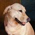 Pet portrait from photograph sample #262 A Labrador