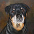 Pet portrait from photograph sample #267 a Rottweiler