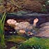 Oil painting reproduction samples #250 Ophelia by John Everett Millais